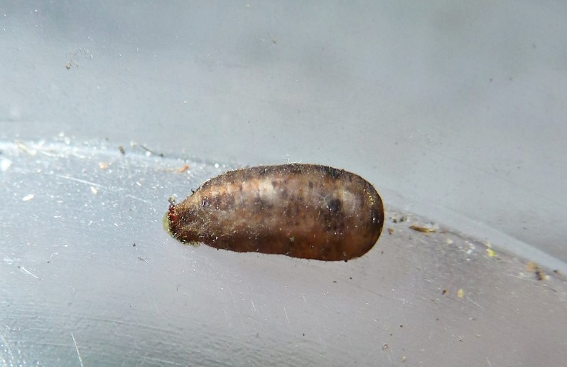 Larva, pupario, adulto: Scaeva dignota? ....Scaeva selenitica